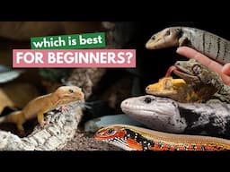 Rating ALL of my REPTILES | Which would I recommend to YOU?