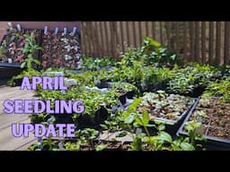 April Seedling Update Tour (Last One)🌸🍃🌿 verbenas, alyssum, geraniums, Coleus, foxgloves and more