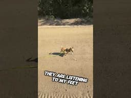 Automatic stop makes walks a breeze