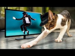 Cat's Magical Moonwalk: Breaking It Down MJ Style!