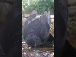 Amsel badet