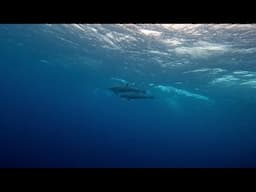Pod of dolphins give scuba divers the thrill of their life