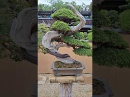 Shunkaen Bonsai Museum Tokyo. #Bonsai #tree #japan #nature