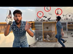 Aaj Bazzi wala Aseel kabutar khareed liya or Peshori kabutar paker liyaa 😱😳