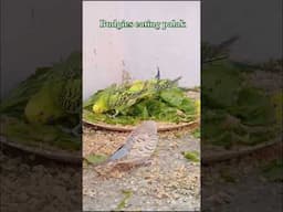 Budgies #budgie #palak #parrots #parrot