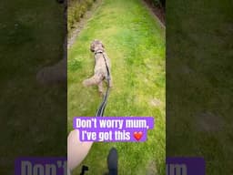 My clever doodle #cleverdogs #dogtrainingvideos