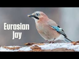 Eurasian Jay Bird Call - Amazing Sounds and Buzzard Imitation!