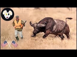 Why Are Millions Of Wild Buffalo Being Hunted Across Australia? The Truth Behind The Culling