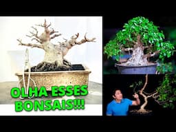 Veja o que meus alunos conseguiram fazer com bonsai!?!