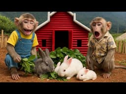 Baby monkey Bim Bim and Daddy take care of baby rabbits
