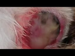 Kitten birth head first crawing out of mom upclose macro look