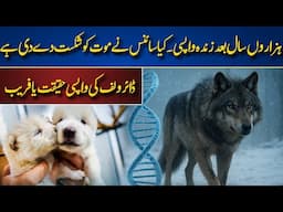 Dire wolf has been brought back from extinction after 13,000 years