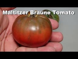 ⟹ Maltitzer Braune Tomato | Solanum lycopersicum | Tomato Review