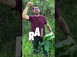 Você já arremessou essa planta por diversão… mas sabia que ela trata hemorroida e diabetes?