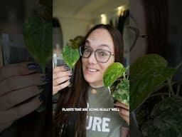 Please show me your small plants! These are some of mine 🥰 #smallplantsdeservelovetoo 😉