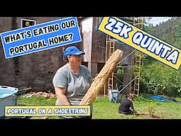 Ep 64 - What's eating our portugal home? Can we get the bathroom working?