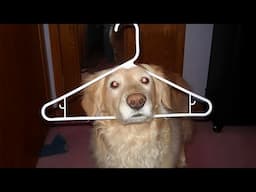 Proof That Dogs Are Secretly Comedians 😆 Funny Dog Videos 2025