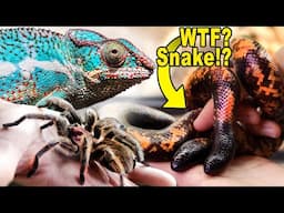 Florida Pet Shop has Reptiles You've Never Seen!