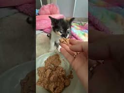 Mealtime with the kittens 💕