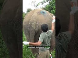 Shocking Elephant Rescue: The Untold Cure That Saved a Tusker!