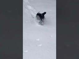 Puppy in the Snow #dog #nature #gsp
