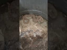 Rattlesnake in a can