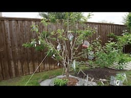 Where I Purchased Scionwood For Grafting