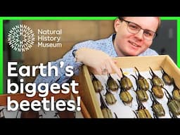Meet the beetle that’s even bigger than your hand | A closer look at ginormous beetles