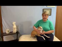 Joyce’s Amazon Store For Dog Lovers