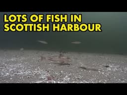 Marine Fish in Scottish Harbour