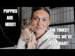 PUPPIES ARE HERE & MORE PUPPIES ARE ON THE WAY