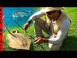 We SAVED the Only PET STINGRAY!