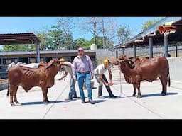 GANADERÍA JIMCAS| BRAHMAN ROJO Y GRIS part.2