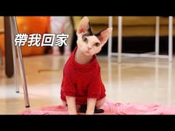 受重傷超乖流浪貓放歸倒數48小時，命中註定的領養人出現了？｜李喜猫