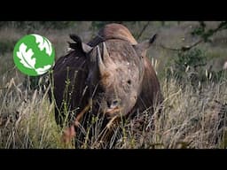 Return of the Rhino
