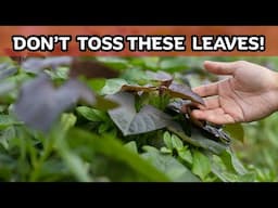 Sweet Potato Leaf Benefits and Uses You Need to Know! / Earth's Medicine