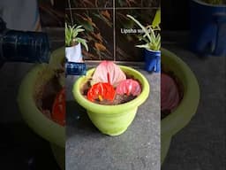 How to grow Anthurium from flowers #anthurium #lipshaworld #indoorplants #propagation #gardening