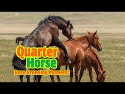 Quarter Horse Stallion Egun Covers Elite Mariana Mare | Rare Breeding Moment!