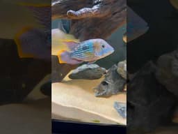 Quinn’s 110 Gallon Cichlid Tank!
