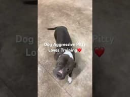 Balanced Training Produces Happy Care Free Dogs! #dogaggression #puppy #pitbull #pitbullfight #dog
