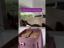 Give your horse choice to reduce fear!