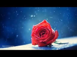 The Red Rose