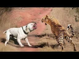 When Animals Messed With The Wrong Opponent