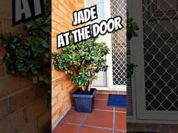 JADE at the DOOR #moneytree #luckyplant #jadeplant #jadetree #succulent #plants #garden #flowers