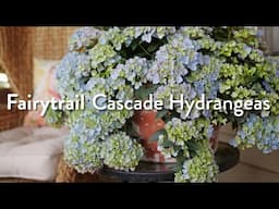 Fairytrail Cascade Hydrangeas | All You Need to Know