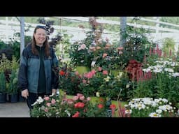 PETITTI | How to Grow Knock Out® Roses