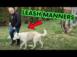 If Your Dog Gets REACTIVE On The Walks...Do This!