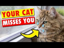 Does Your CAT Really Miss You When You’re Away?