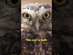 Nesting on the Ground: BURROWING OWL