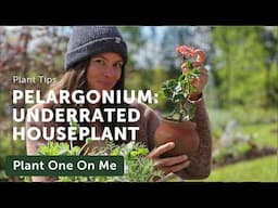 PELARGONIUM: An Underrated Houseplant? — Ep. 415